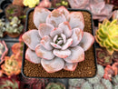 Echeveria 'Laui' 2"-3" Powdery Succulent Plant