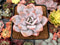 Echeveria 'Laui' 2"-3" Powdery Succulent Plant
