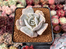 Echeveria 'Lilacina' Mutated 2" Succulent Plant