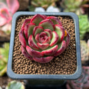 Echeveria Agavoides sp. 1" Succulent Plant