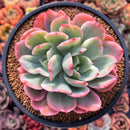 Echeveria 'Luella' Variegated Bifuracted 4" Succulent Plant