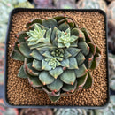 Echeveria 'Hoke' 3" Succulent Plant