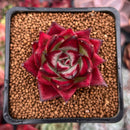 Echeveria Agavoides 'Hongbyul' 2" Succulent Plant