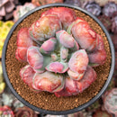 Echeveria 'Hearts Delight' 4" Cutting Succulent Plant