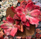 Echeveria 'Diamond State' Variegated 6" Large Succulent Plant