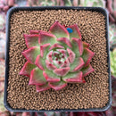 Echeveria 'Red Lance' 2" New Hybrid Succulent Plant