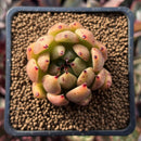 Echeveria Agavoides 'Isley' 1"-2" Succulent Plant