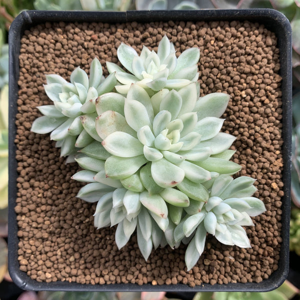 Echeveria 'Mebina' Variegated 4" Cluster Succulent Plant