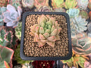 Echeveria 'Pink Top' 1" Succulent Plant