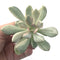 Pachyveria 'Pachyphytoides' Variegated 2"-3" Succulent Plant