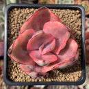 Echeveria 'Golden State' Variegated 2" Succulent Plant