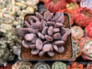Echeveria 'Cupid' 2"-3" Cluster Succulent Plant
