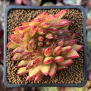 Echeveria Agavoides 'Mundy' Crested 2" Succulent Plant
