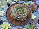 Echeveria Agavoides 'Nubeoleon' 3"-4" Succulent Plant