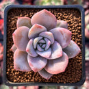 Echeveria 'Missing You' 2" Succulent Plant