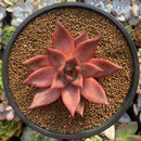 Echeveria Agavoides 'Romeo' 3" Succulent Plant