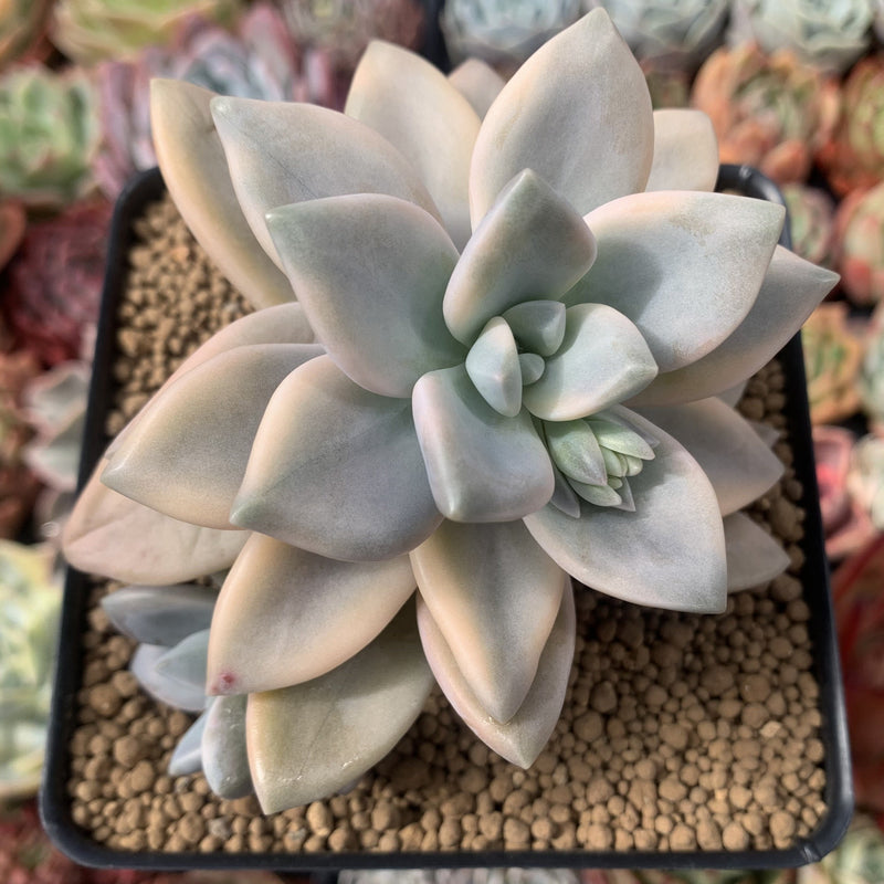 Graptopetalum 'Paraguayense' Variegated 3