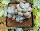 Pachyphytum 'Oviferum' sp. 3" Cluster Succulent Plant