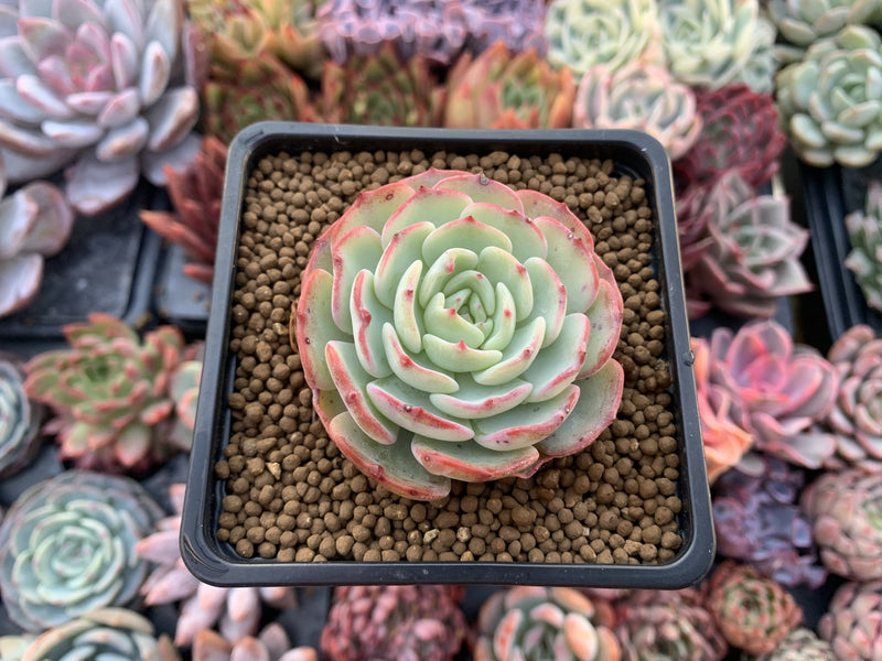 succulent moon Echeveria 'Moon Harvest' 2" Succulent Plant