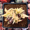 Echeveria Agavoides 'Blood Maria' Mutant 2"-3" Succulent Plant