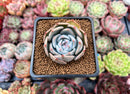 Echeveria 'Steel Heart' 1" Succulent Plant