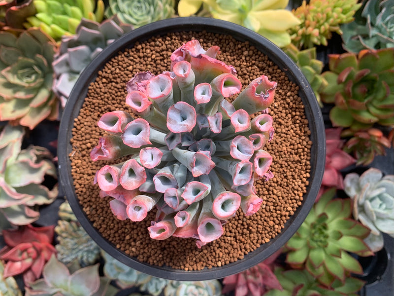 succulent trumpet plant Echeveria 'Trumpet Pinky' 3"-4" Succulent Plant – True Succulents Plant Co