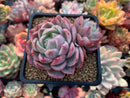 Echeveria 'Blue Surprise' 2" Succulent Plant