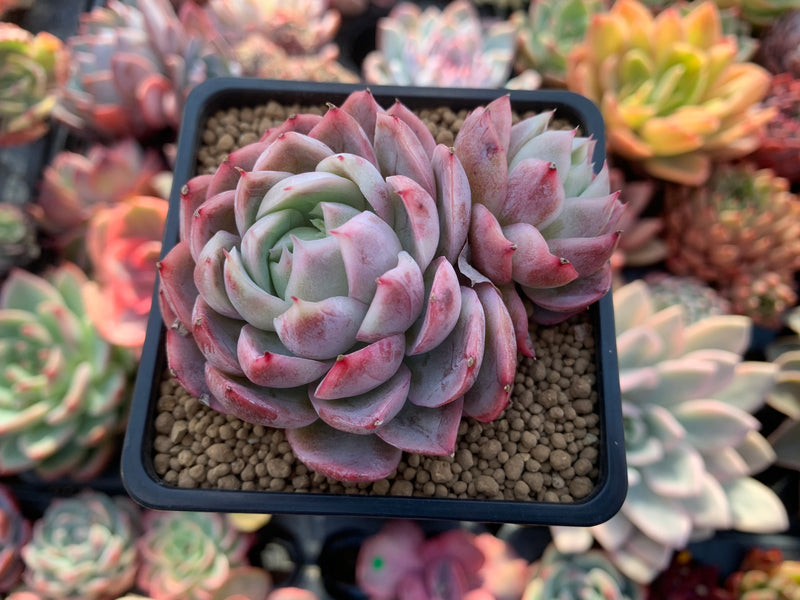 succulent surprise Echeveria 'Blue Surprise' 2" Succulent Plant – True Succulents Plant Co