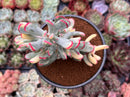 Cotyledon 'Orbiculata' Variegated 4"-5" Large Cluster Succulent Plant