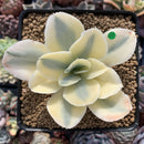 Echeveria 'Japan Moon River' Variegated 3" Cutting Succulent Plant