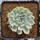 Echeveria 'Royal Christine' Variegated 2"-3" Succulent Plant