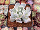 Echeveria 'Exotic' 2" Powdery Succulent Plant