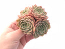 Echeveria Onslow Cluster 3” Rare Succulent Plant