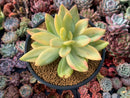 Pachyveria 'Cypress' Variegated 4"-5" Rare Succulent Plant