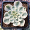 Echeveria 'Compton Carousel' 2" Succulent Plant