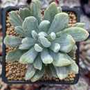 Pachyveria 'Roly-Poly' variegated 2"-3" Succulent Plant