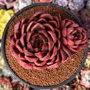 Echeveria Agavoides 'Abaresque' 4" Succulent Plant