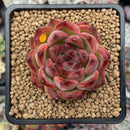 Echeveria Agavoides 'Fire Pillar' 2"-3" Succulent Plant