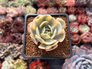 Echeveria Runyonii Variegated (Aka Echeveria 'Akaihosi' Variegated) 2" Succulent Plant