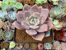 Echeveria 'Missing You' 3" Succulent Plant