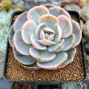 Echeveria 'Blue Surprise' Variegated 3" Succulent Plant