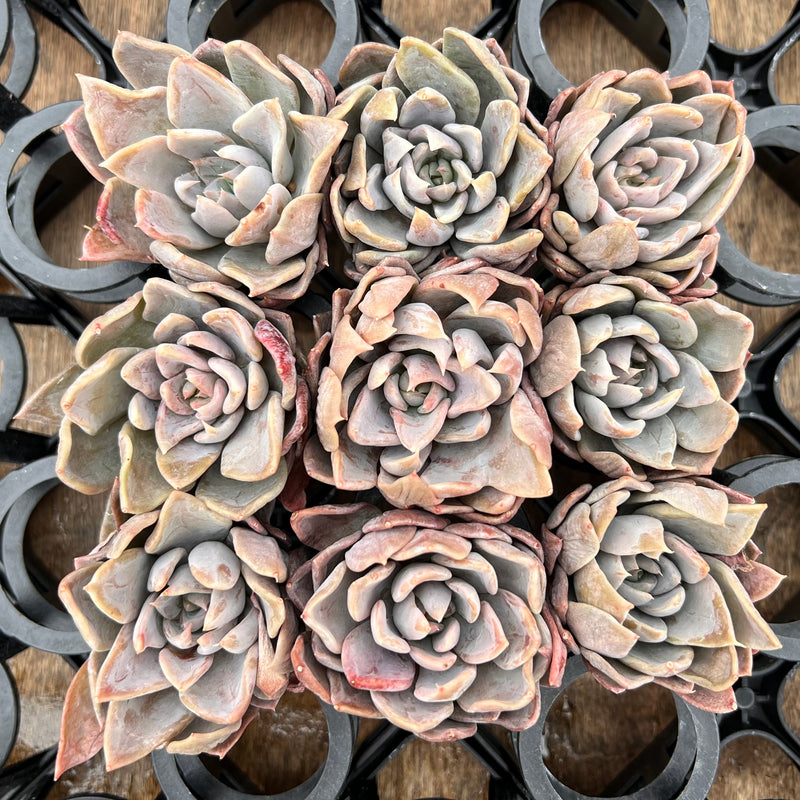 affinis succulent Echeveria 'Affinis Grey' 2" *Set of 9* Succulent Plants