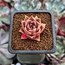 Echeveria 'Mysterious Rose' 1" Succulent Plant