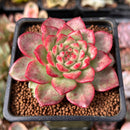 Echeveria 'Dracula' Crested 2" Succulent Plant