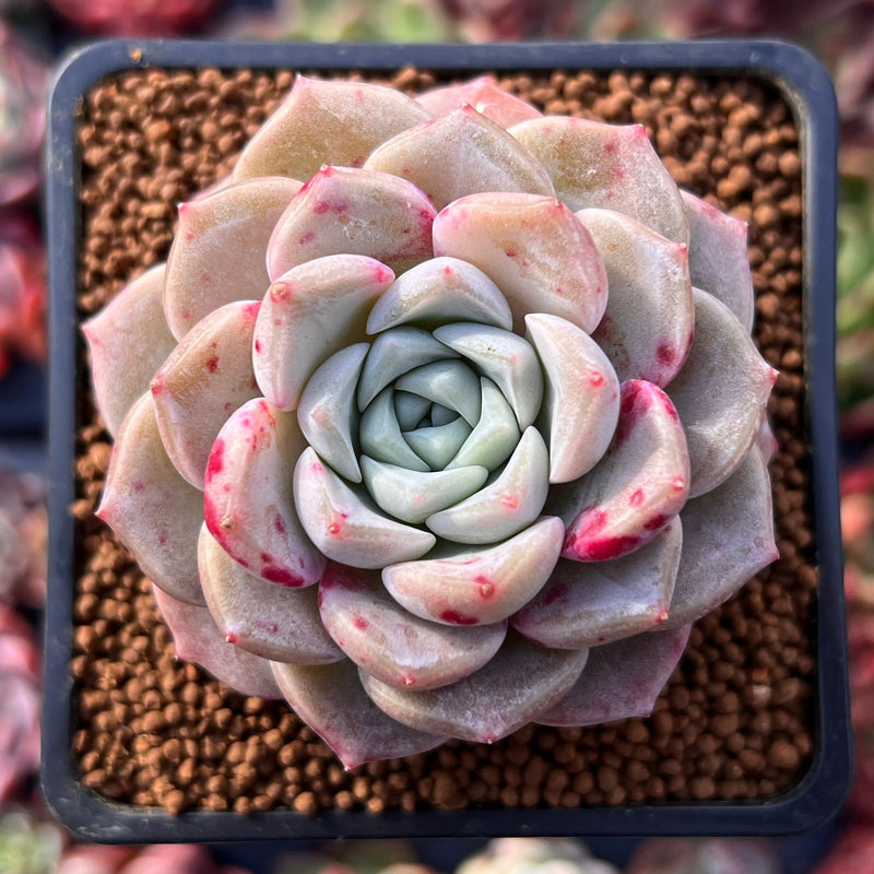 Echeveria 'Pink Spot' 2
