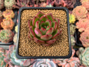 Echeveria Agavoides sp. 2" Succulent Plant