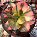 Echeveria 'Primadonna' Variegated 4" Succulent Plant