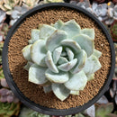 Echeveria 'Ivory' Selected Clone 4" Powdery Succulent Plant