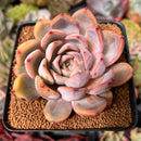 Echeveria 'Charming Stone' 2"-3" *Blemished* Succulent Plant