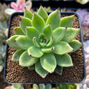Echeveria Agavoides 'Helio' 2" Succulent Plant
